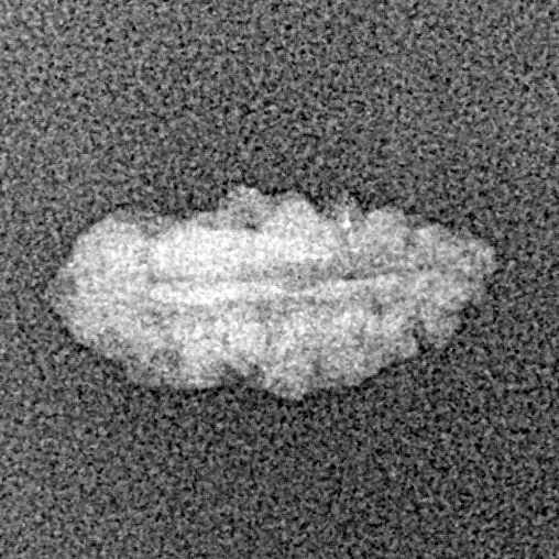 1 Mukhi Rudraksha 13.4mm 0.22gm - Xray