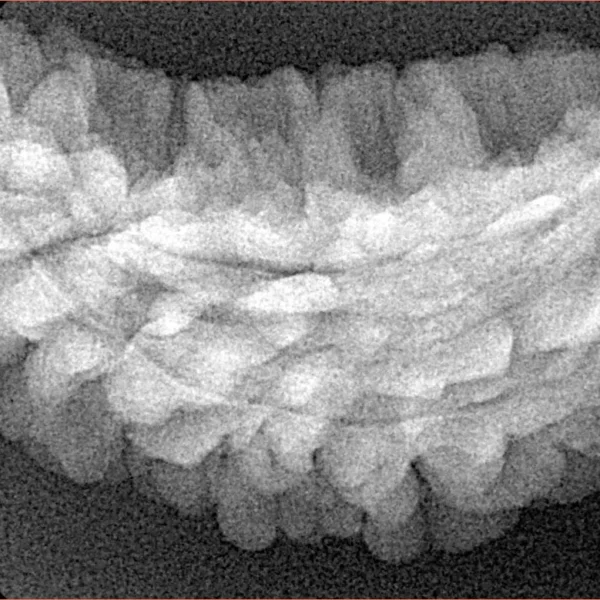 1 Mukhi Rudraksha 35mm 4.84gm - Xray