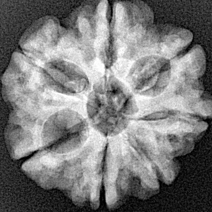 7 Mukhi Rudraksha 23.4mm 4gm - Xray