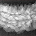 1 Mukhi Rudraksha 39.9mm 5.28gm - Xray