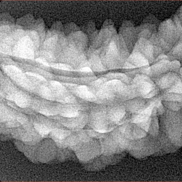 1 Mukhi Rudraksha 39.9mm 5.28gm - Xray