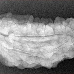 1 Mukhi Rudraksha 37.6mm 5.52gm - Xray