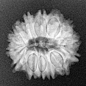 14 Mukhi Rudraksha 20.1mm 2.5gm - Xray