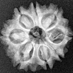 8 Mukhi Rudraksha 20.4mm 2.78gm - Xray