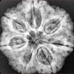 7 Mukhi Rudraksha 27.5mm 6.5gm - Xray