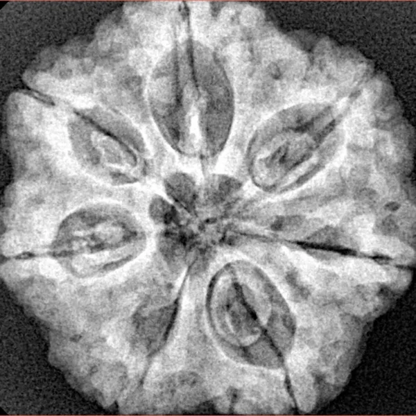 7 Mukhi Rudraksha 27.5mm 6.5gm - Xray