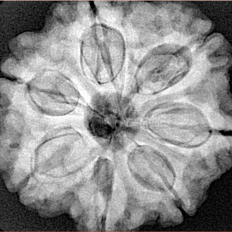7 Mukhi Rudraksha 28.5mm 7.93gm - Xray