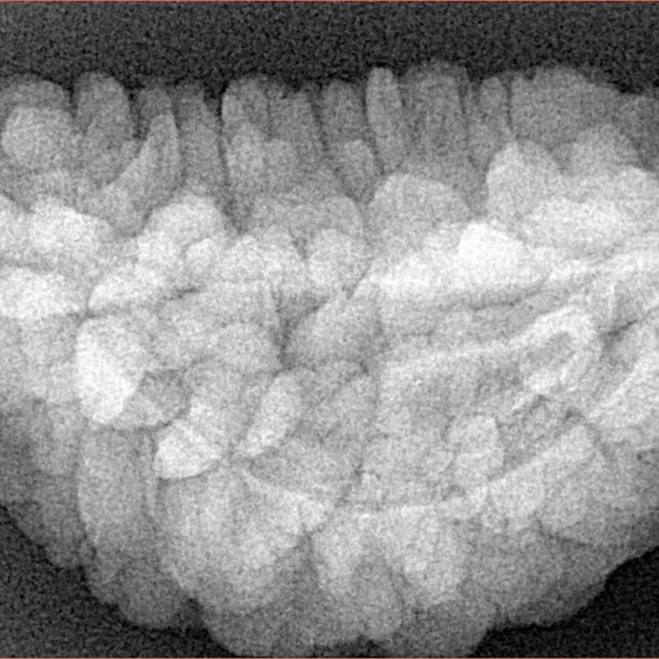 1 Mukhi Rudraksha 32.2mm 6.25gm - Xray