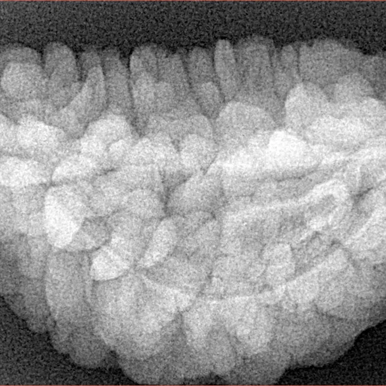 1 Mukhi Rudraksha 32.2mm 6.25gm - Xray