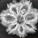7 Mukhi Rudraksha 27.6mm 5.64gm - Xray