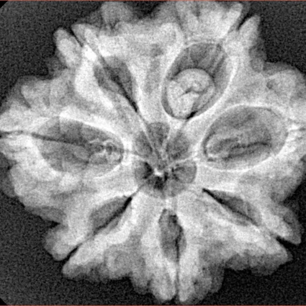7 Mukhi Rudraksha 27.6mm 5.64gm - Xray
