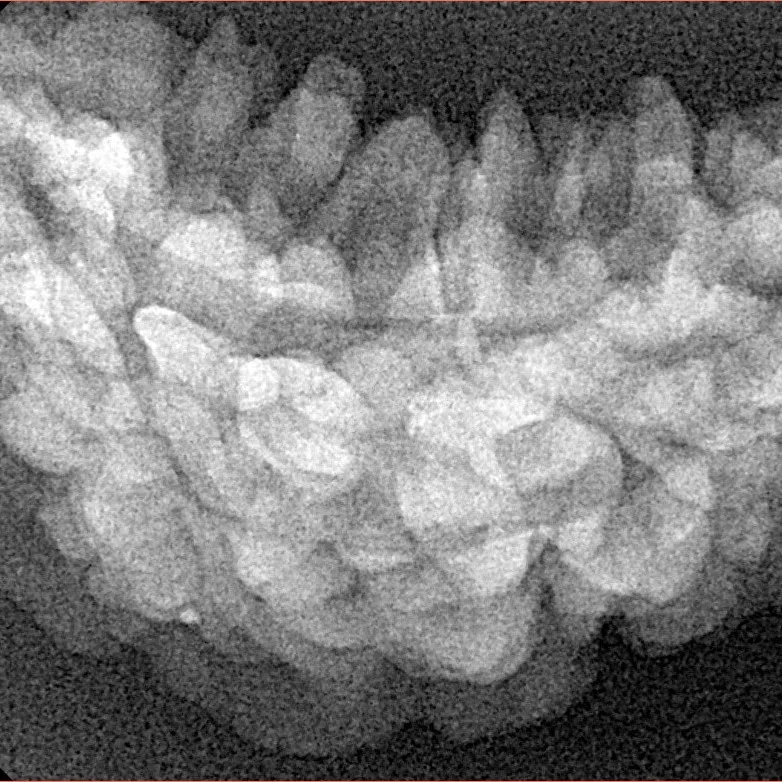 1 Mukhi Rudraksha 34.3mm 4.19gm - Xray