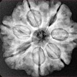 7 Mukhi Rudraksha 27.1mm 6.21gm - Xray