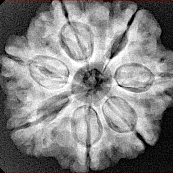 7 Mukhi Rudraksha 27.1mm 6.21gm - Xray