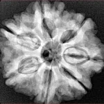 7 Mukhi Rudraksha 26.5mm 5.63gm - Xray
