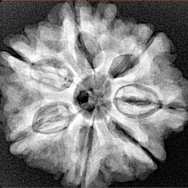 7 Mukhi Rudraksha 26.5mm 5.63gm - Xray
