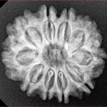 10 Mukhi Rudraksha 24.5mm 3.93gm - Xray