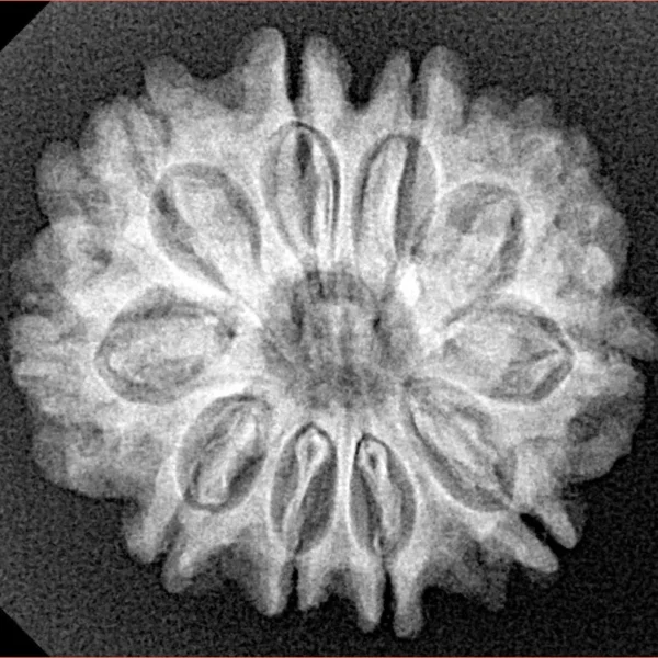 10 Mukhi Rudraksha 24.5mm 3.93gm - Xray