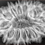 14 Mukhi Rudraksha 33.8mm 6.67gm - Xray