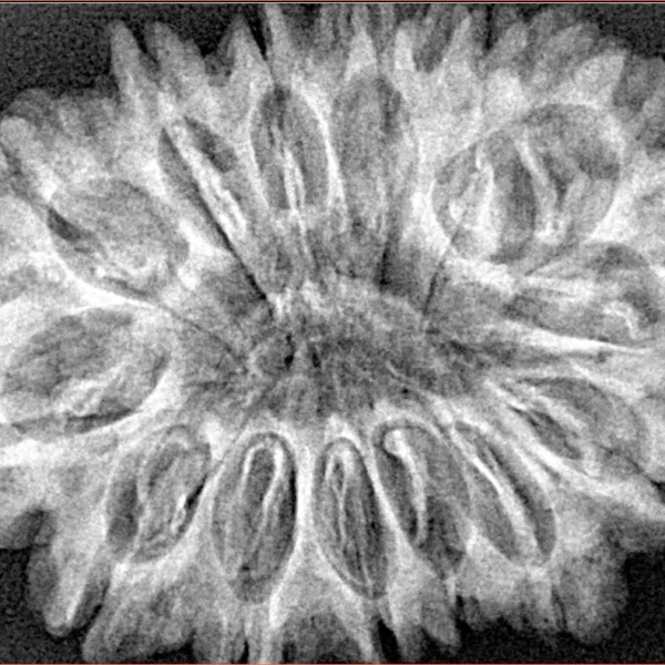 14 Mukhi Rudraksha 33.8mm 6.67gm - Xray