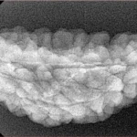 1 Mukhi Rudraksha 36.9mm 3.7gm - Xray