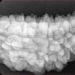 1 Mukhi Rudraksha 35.5mm 6.47gm - Xray