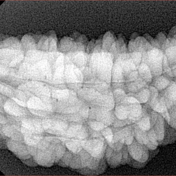1 Mukhi Rudraksha 35.5mm 6.47gm - Xray