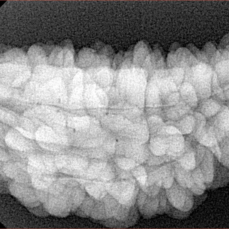 1 Mukhi Rudraksha 35.5mm 6.47gm - Xray