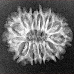 12 Mukhi Rudraksha 23.6mm 2.54gm - Xray
