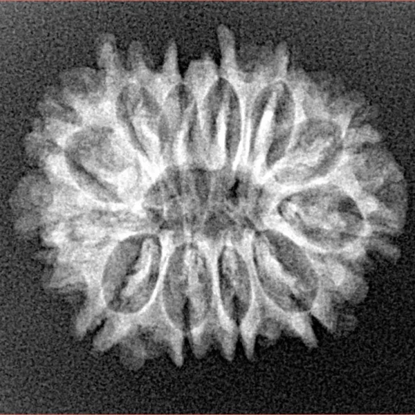 12 Mukhi Rudraksha 23.6mm 2.54gm - Xray