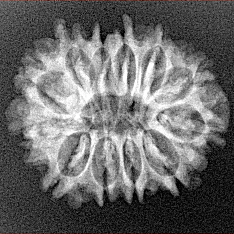 12 Mukhi Rudraksha 23.6mm 2.54gm - Xray