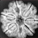 7 Mukhi Rudraksha 27mm 6.86gm - Xray