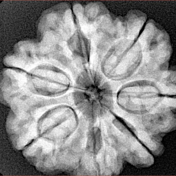 7 Mukhi Rudraksha 27mm 6.86gm - Xray