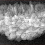 1 Mukhi Rudraksha 38.6mm 5.93gm - Xray