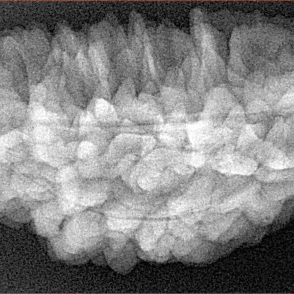 1 Mukhi Rudraksha 38.6mm 5.93gm - Xray