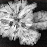 13 Mukhi Trijuti + Ganesh 31.2mm 6gm - Xray