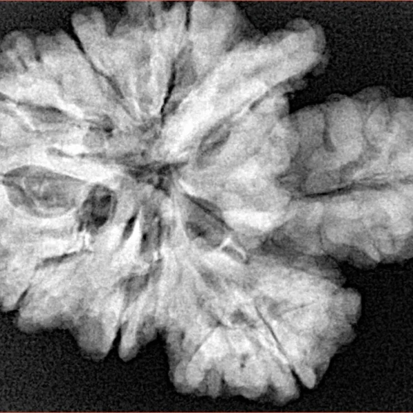 13 Mukhi Trijuti + Ganesh 31.2mm 6gm - Xray