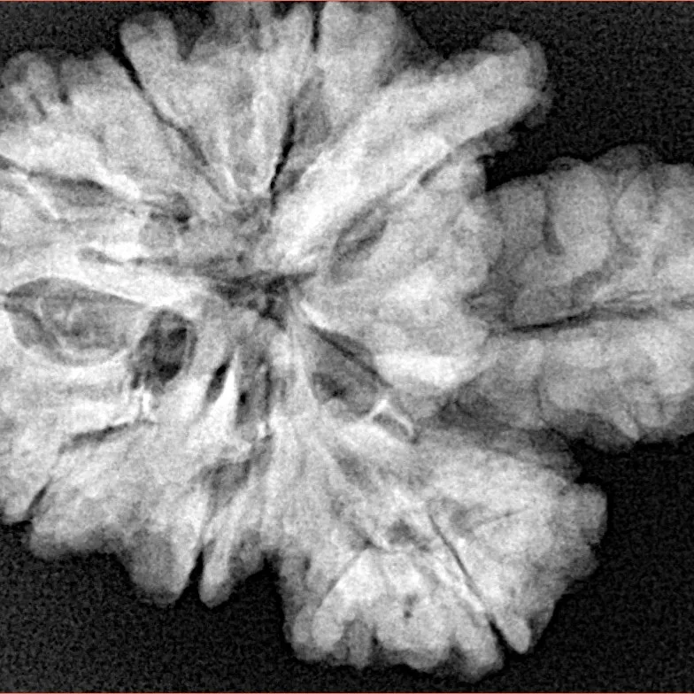 13 Mukhi Trijuti + Ganesh 31.2mm 6gm - Xray