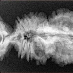 18 Mukhi Trijuti 40.4mm 5.81gm - Origin: Nepal - Xray