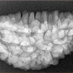 1 Mukhi Rudraksha 33.7mm 5.02gm - Xray