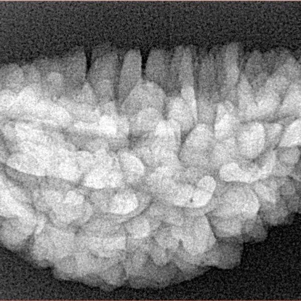 1 Mukhi Rudraksha 33.7mm 5.02gm - Xray