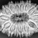 14 Mukhi Rudraksha 32.3mm 7.07gm - Xray