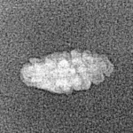 1 Mukhi Rudraksha 11.7mm 0.14gm - Xray