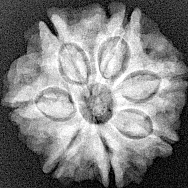 7 Mukhi Rudraksha 22.3mm 4.26gm - Xray