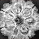 7 Mukhi Rudraksha 28.3mm 7gm - Xray
