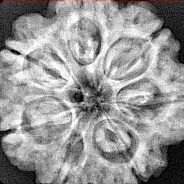 7 Mukhi Rudraksha 28.3mm 7gm - Xray