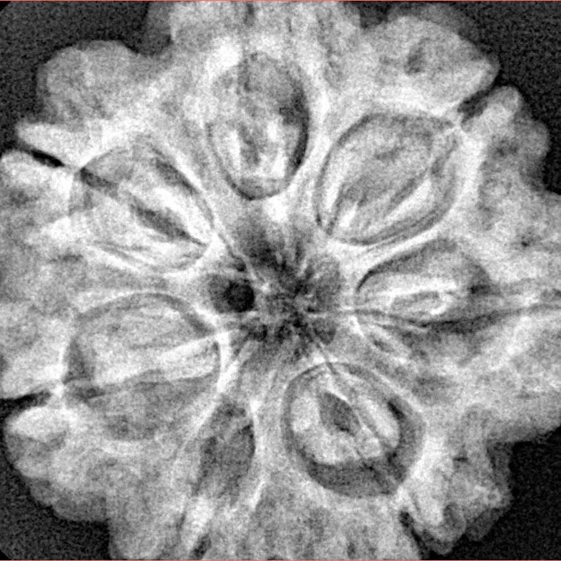 7 Mukhi Rudraksha 28.3mm 7gm - Xray