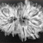 14 MK GS With Ganesh 31mm 4.77gm - Xray