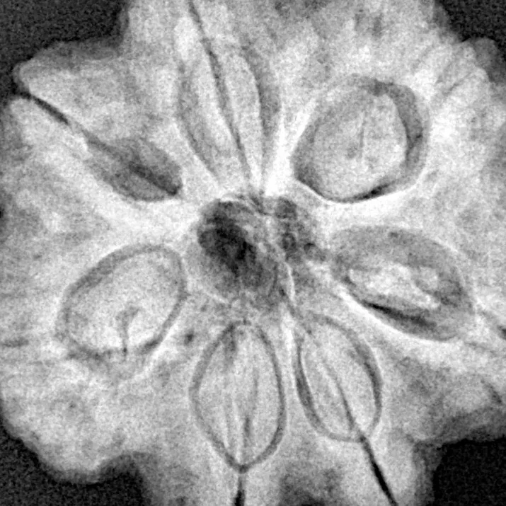7 Mukhi Rudraksha 27.6mm 7.68gm - Xray