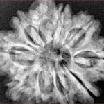 10 Mukhi Ganesh 30.1mm 6.16gm - Xray